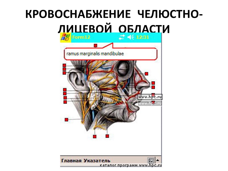 КРОВОСНАБЖЕНИЕ  ЧЕЛЮСТНО-ЛИЦЕВОЙ  ОБЛАСТИ